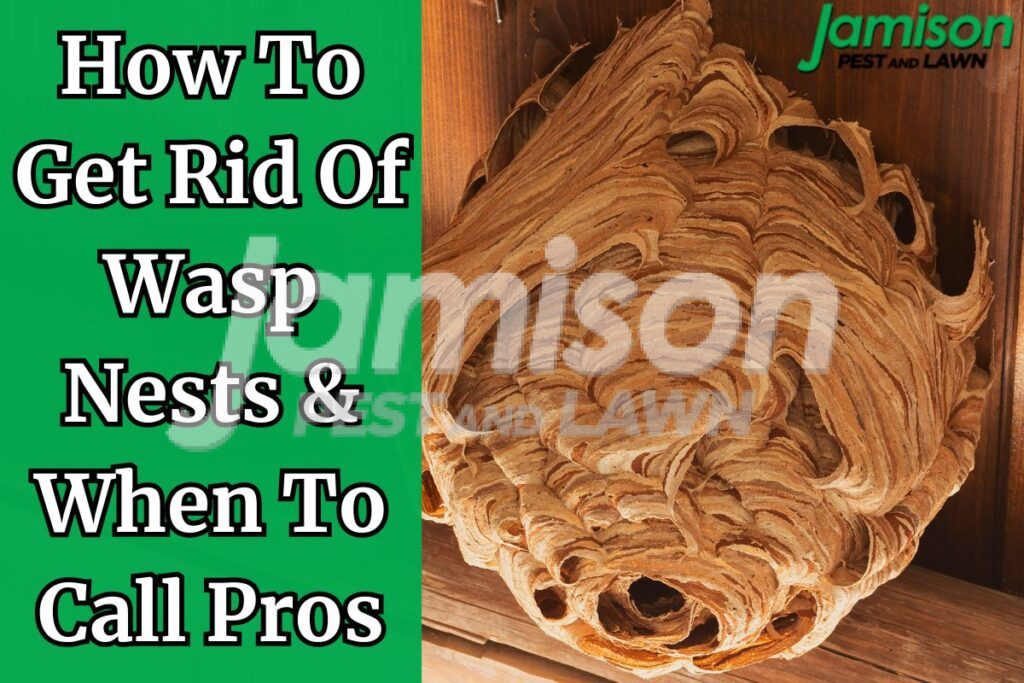 How to get rid of wasp