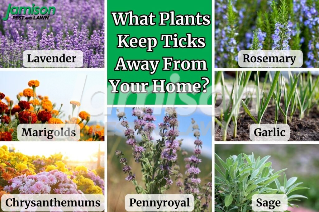 What plants keep ticks away