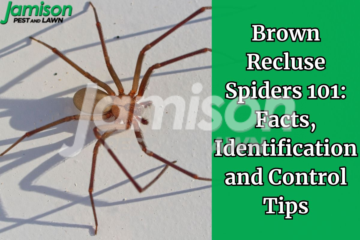Brown Recluse Spiders 101: Facts, Identification, and Control Tips