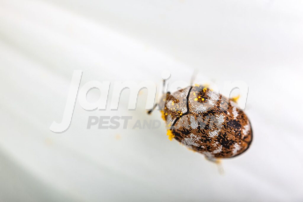 Carpet Beetles Carpet beetles