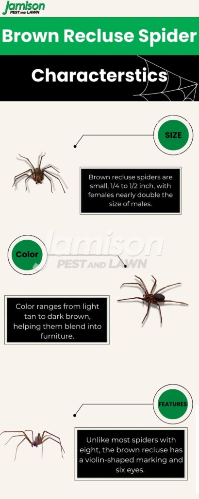 What Is The Size Of A Brown Spider What is the size of a brown spider