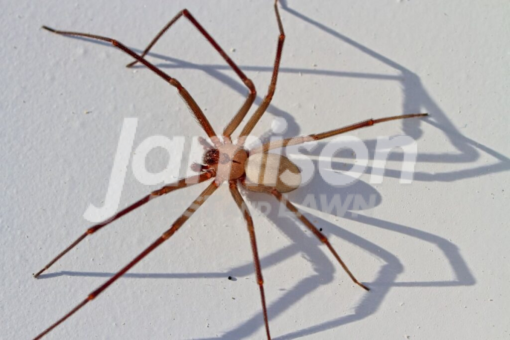Brown recluse spiders