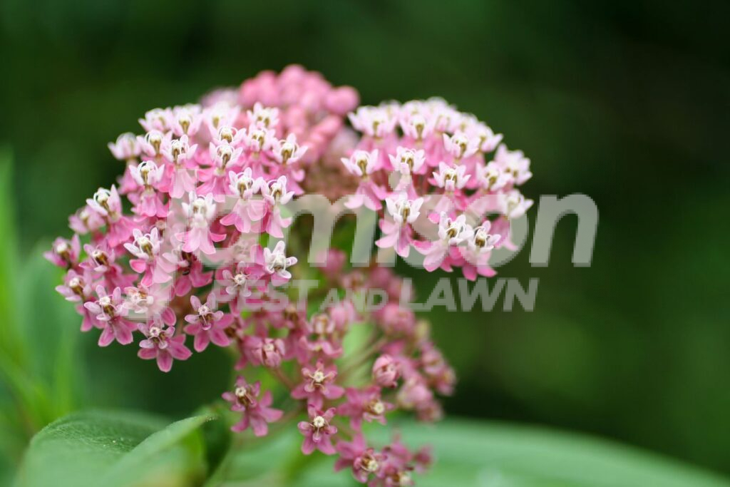 Swamp Milkweed Swamp milkweed