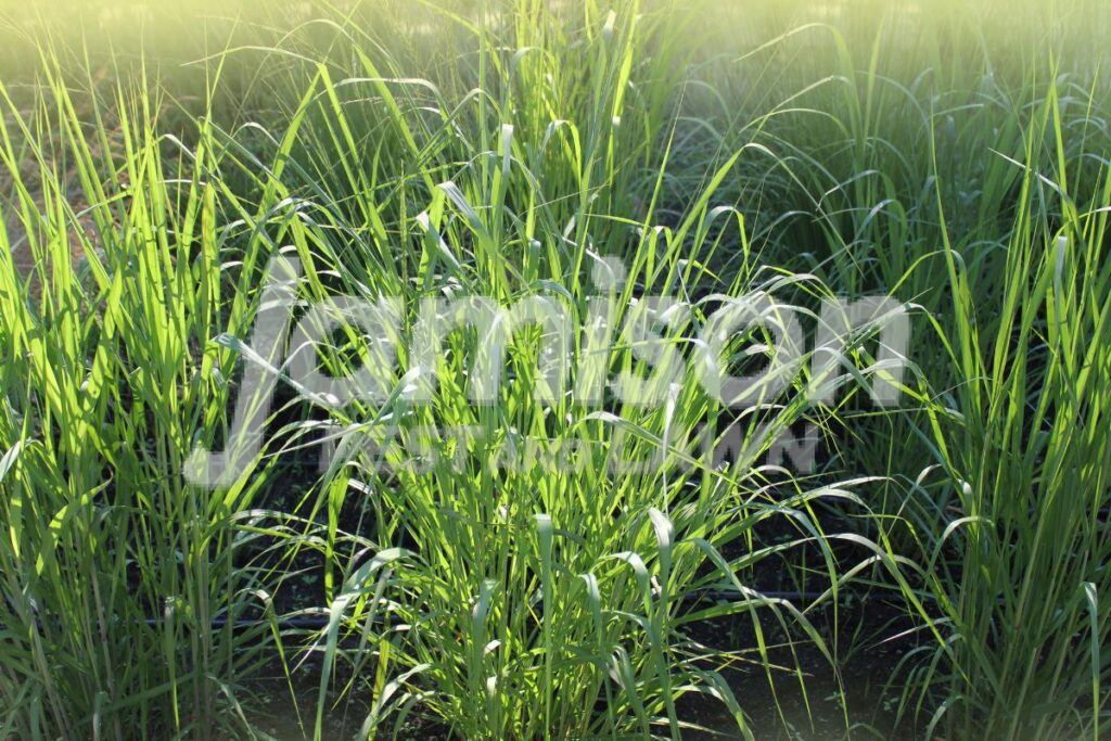 Switchgrass Switchgrass
