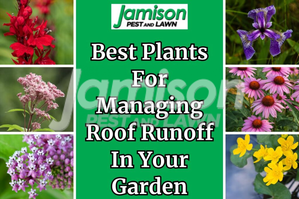 Best plants for roof runoff