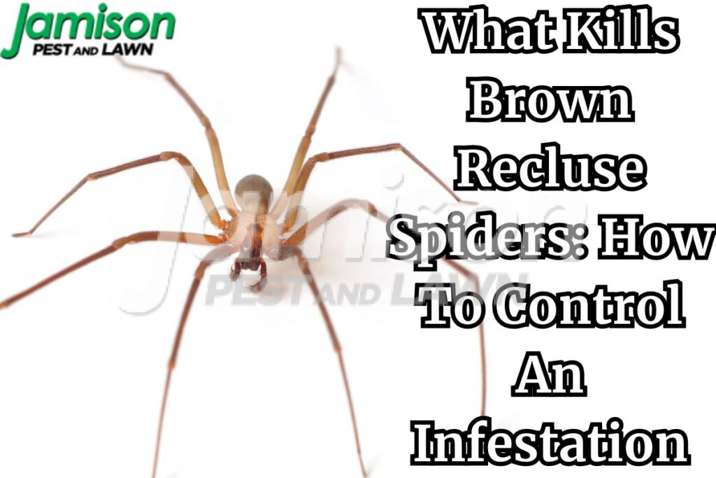 What kills brown recluse spider