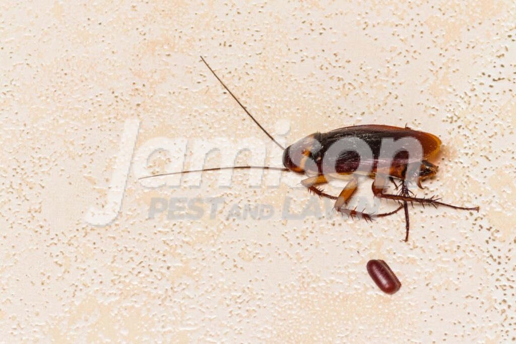Roach Eggs Roach eggs