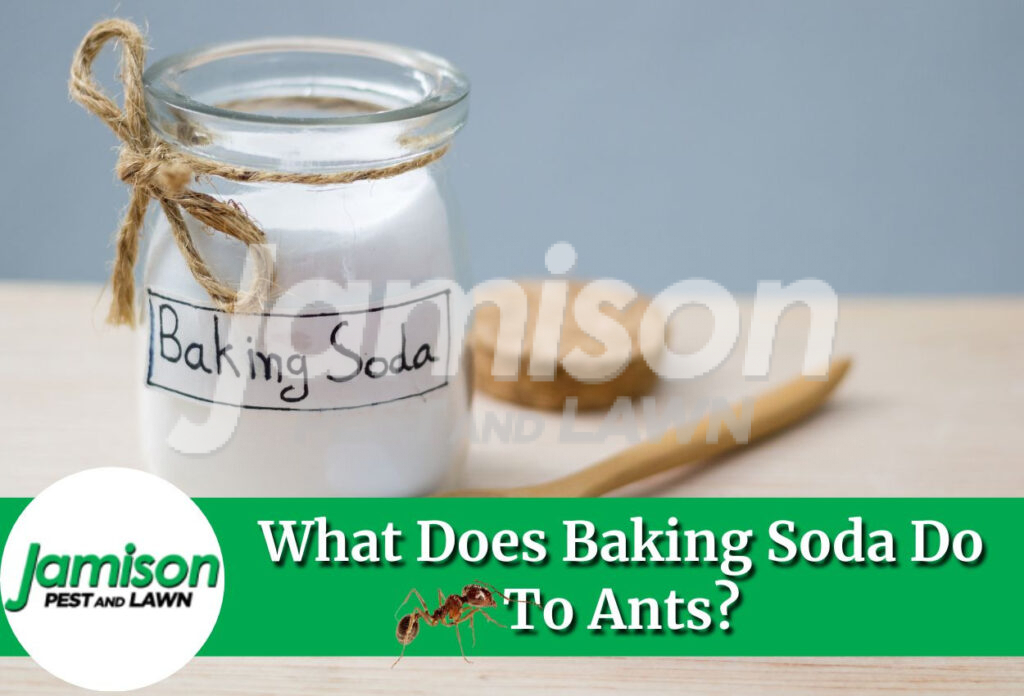 What does baking soda do to ants