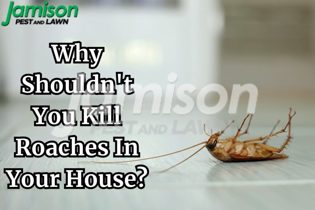 Why Shouldn't You Kill Roaches In Your House