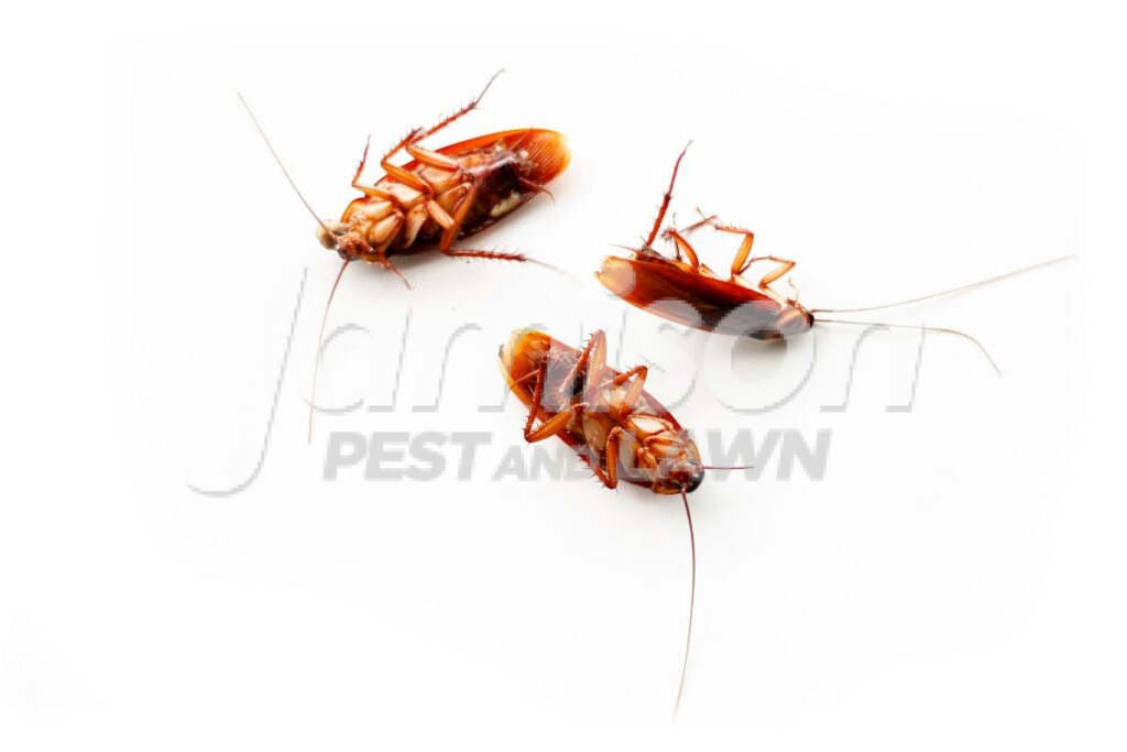 Why Shouldnt You Kill Roaches In Your House Why shouldn't you kill roaches in your house