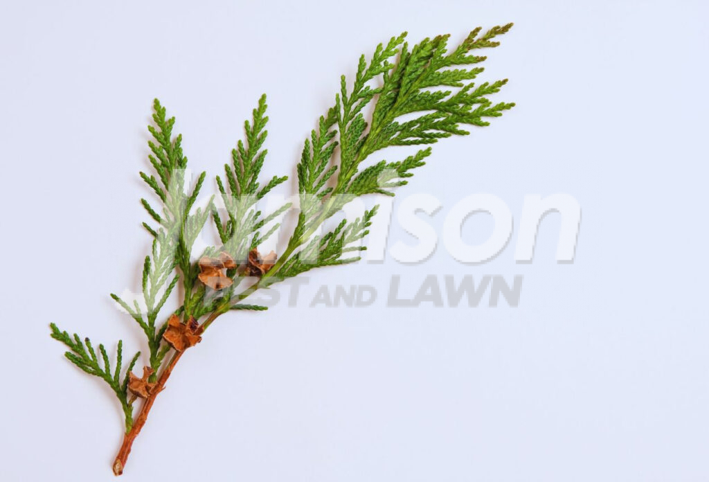 Cedar