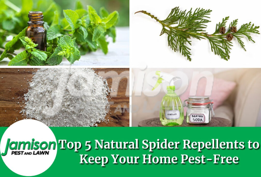 Natural spider repellents