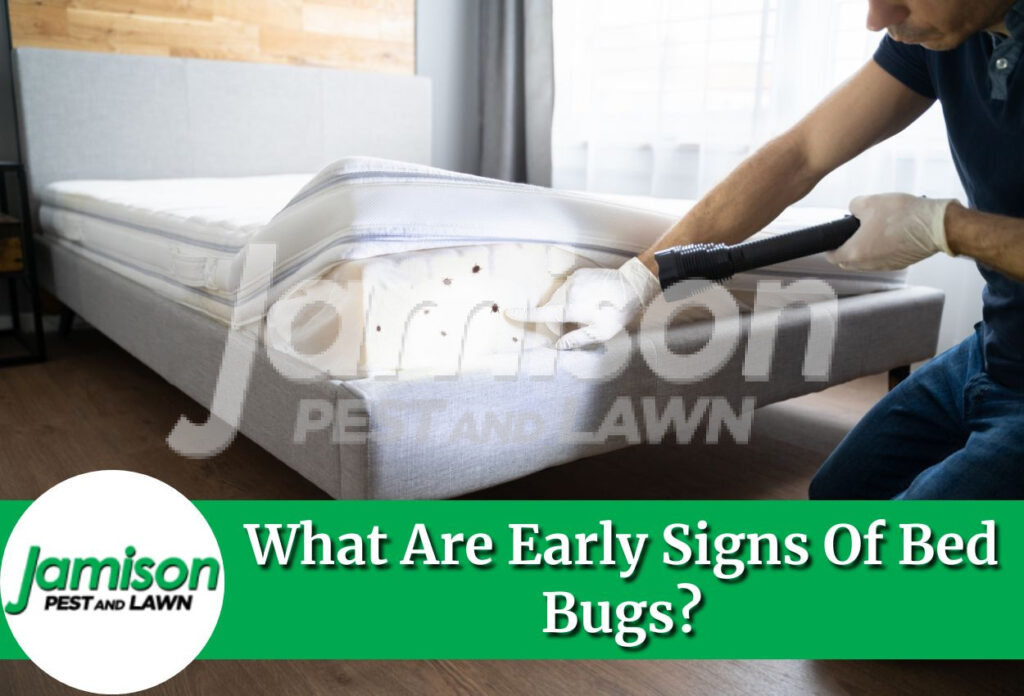 Signs of bed bugs