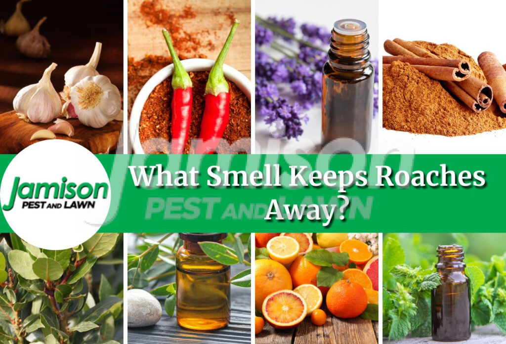 What smell keeps roaches away