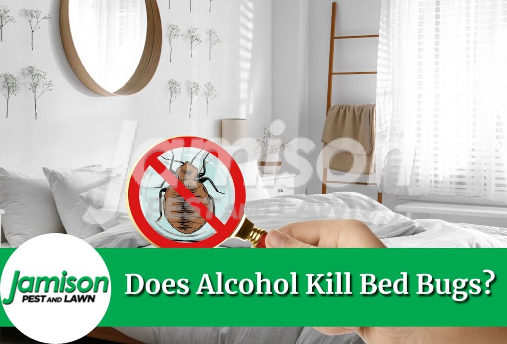 Does alcohol kill bed bugs​