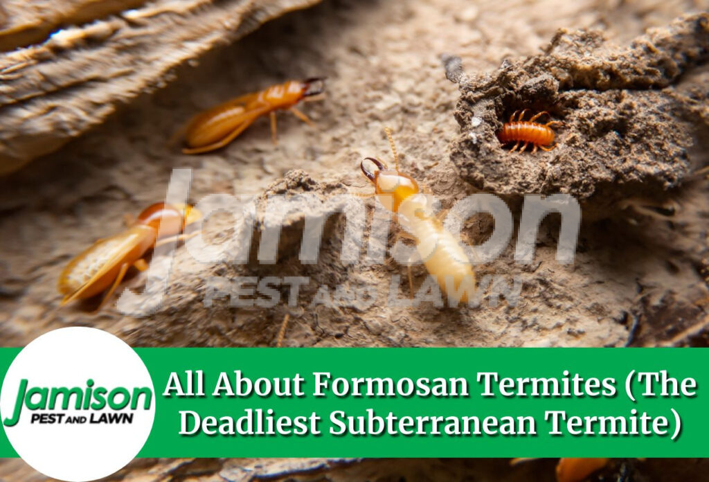 Formosan termites