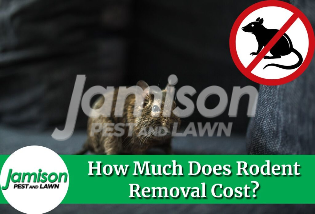 How much does rodent removal cost
