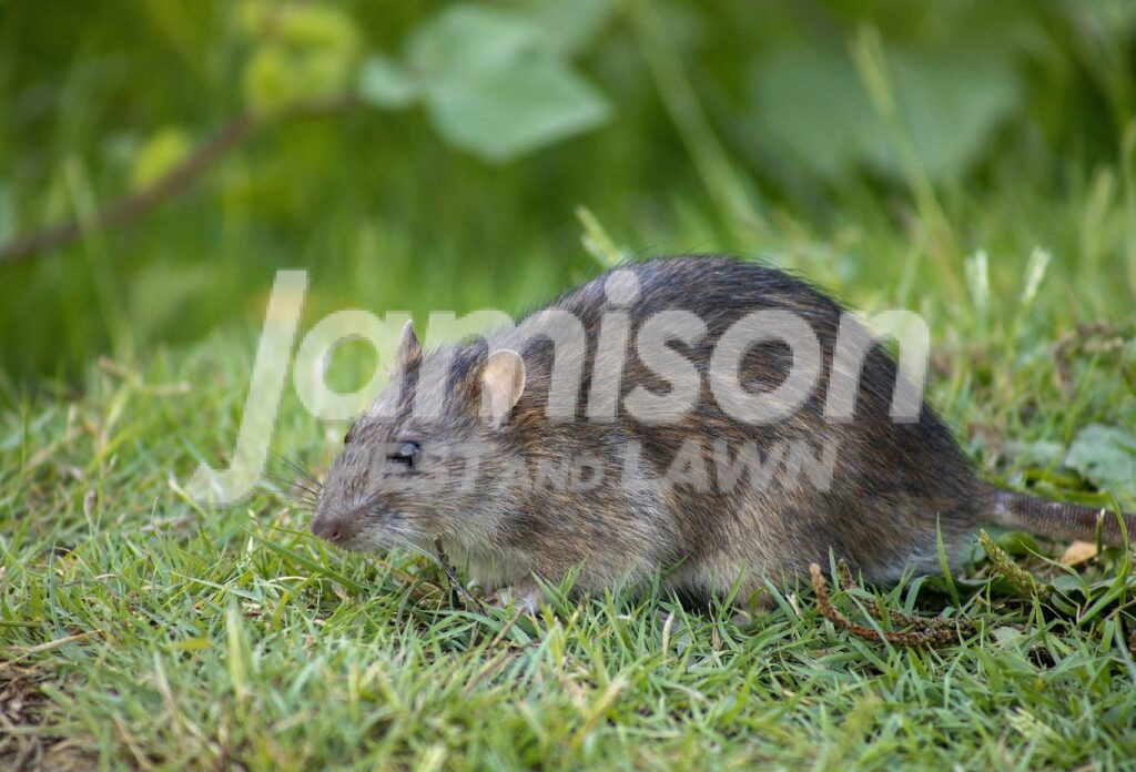 Natural Rodent Repellents Rodent removal costs in memphis