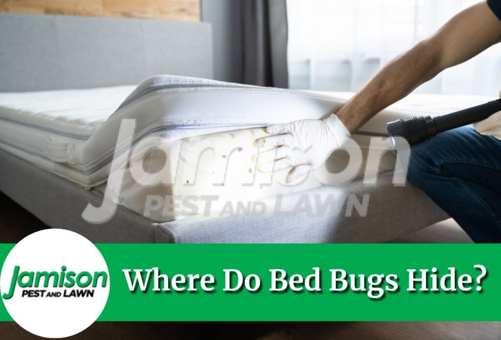 Where do bed bugs hide