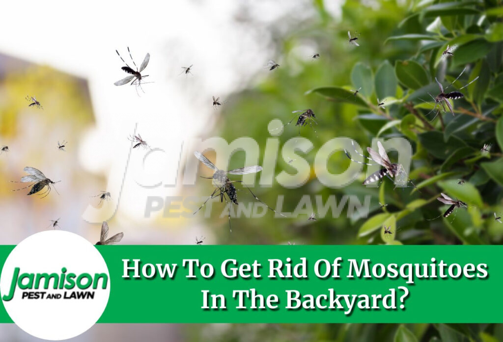 How to get rid of mosquitoes in the backyard