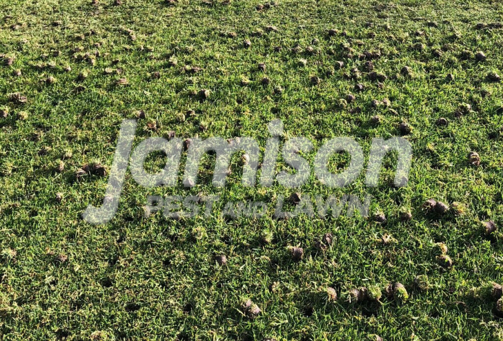 lawn aeration Lawn aeration