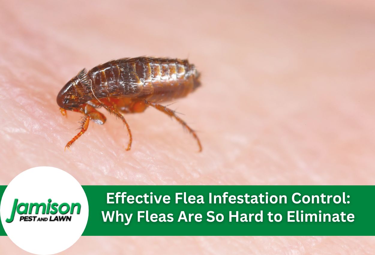 Effective Flea Infestation Control: Why Fleas Are So Hard to Eliminate