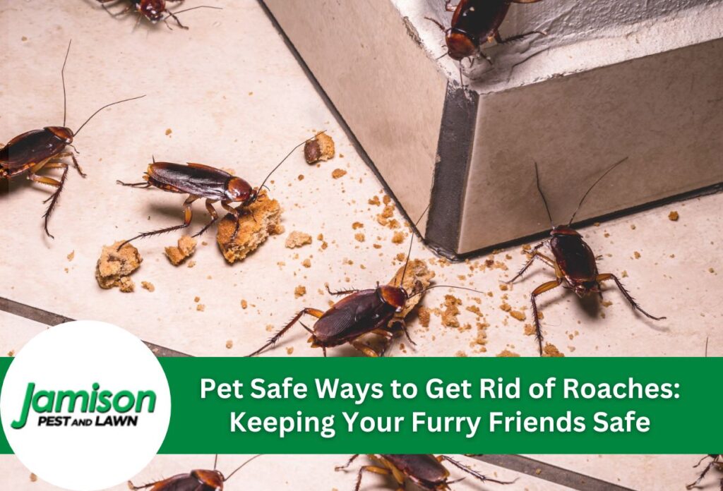 Cockroaches on the ground eating food