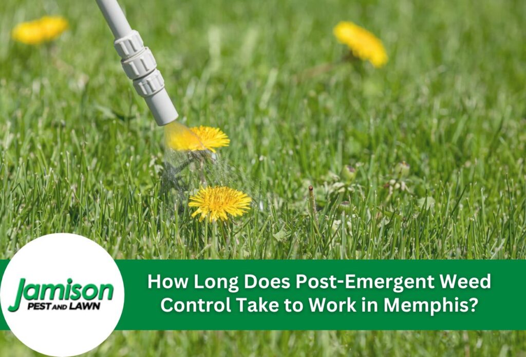 How long does post-emergent weed control take to work in memphis