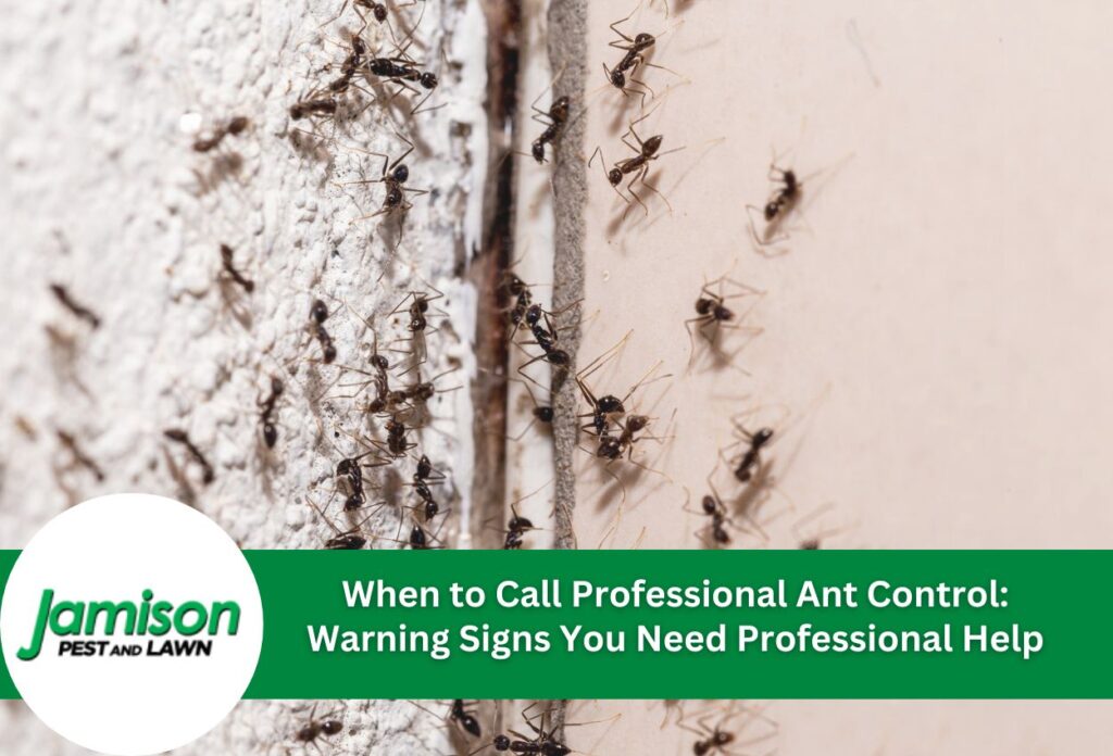 When to call professional ant control: warning signs you need professional help
