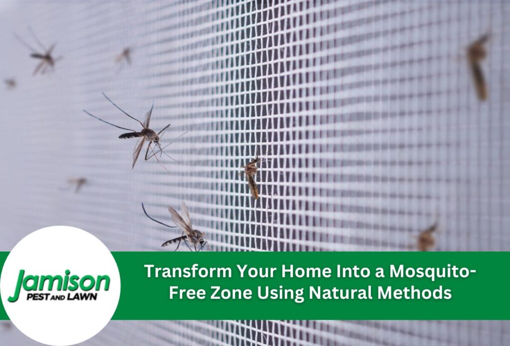 Transform Your Home Into a Mosquito-Free Zone Using Natural Methods