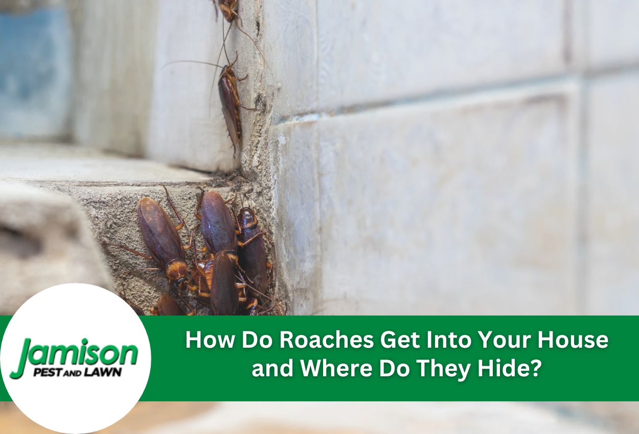 How Do Roaches Get Into Your House and Where Do They Hide?