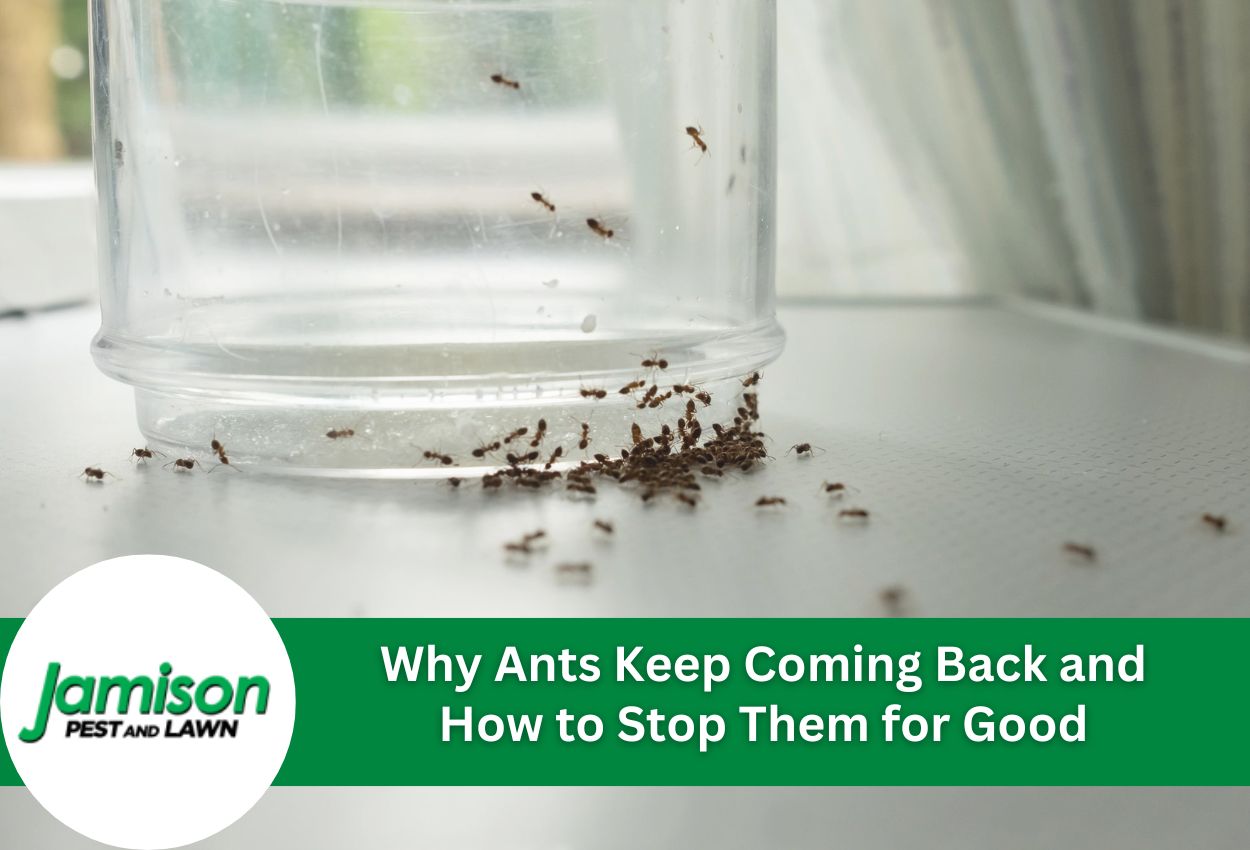 Why Ants Keep Coming Back and How to Stop Them for Good
