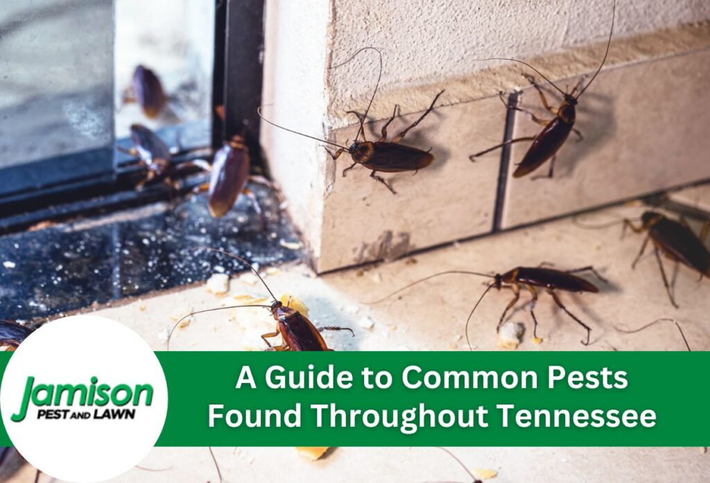A guide to common pests found throughout tennessee