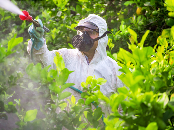 Professional gardener in protective suit spraying pesticide on lush green plants